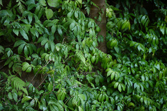 Elatostema lineolatum